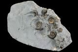 Ammonite Fossil Cluster - Somerset, England #86274-2